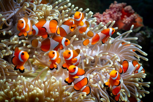 Ci-dessus un exemple de poissons clowns vivant dans la nature