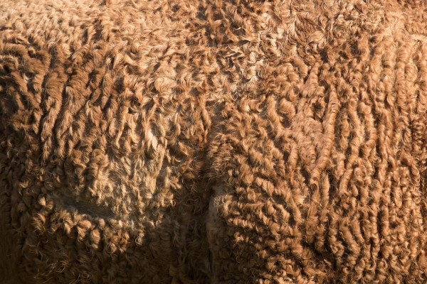 Ci-dessus un exemple de la robe d'un cheval curly