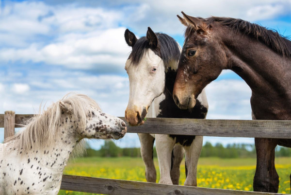 Ci-dessus une photo de deux chevaux et d'un poney