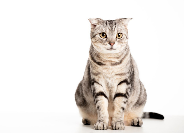 Ci-dessus une photo d'un American Shorthair