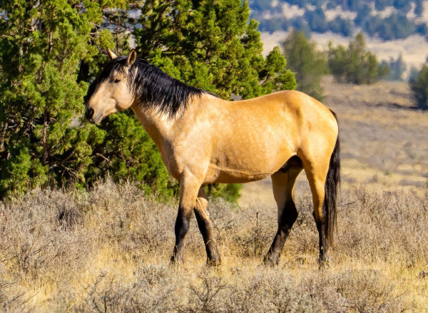 Ci-dessus une photo d'un Mustang Kiger