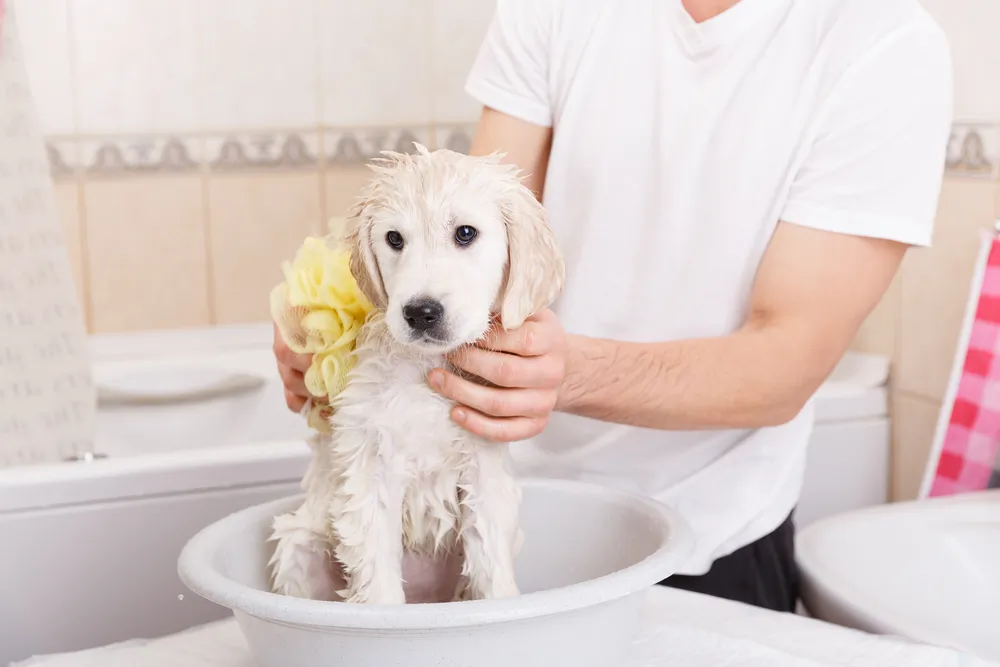 Les bienfaits du bicarbonate de soude pour votre animal de compagnie