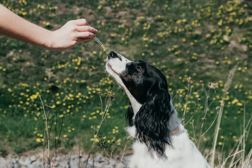 Soigner son chien avec les huiles essentielles