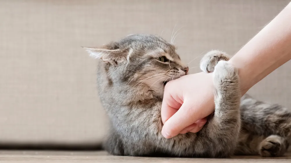 Chat agressif : comprendre le chat méchant