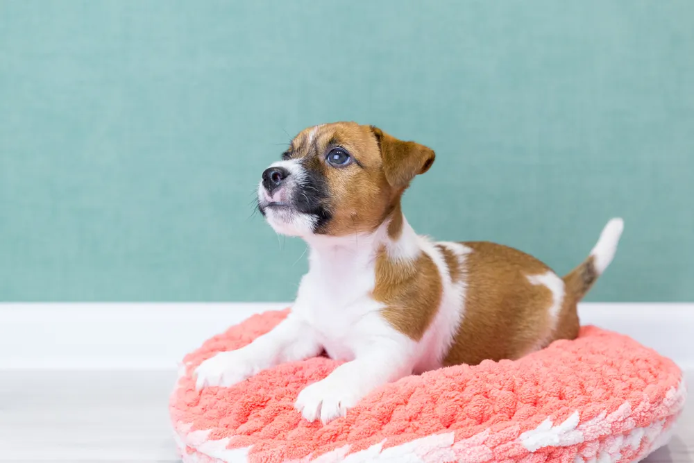 La reproduction du chien, de la saillie à la naissance des chiots