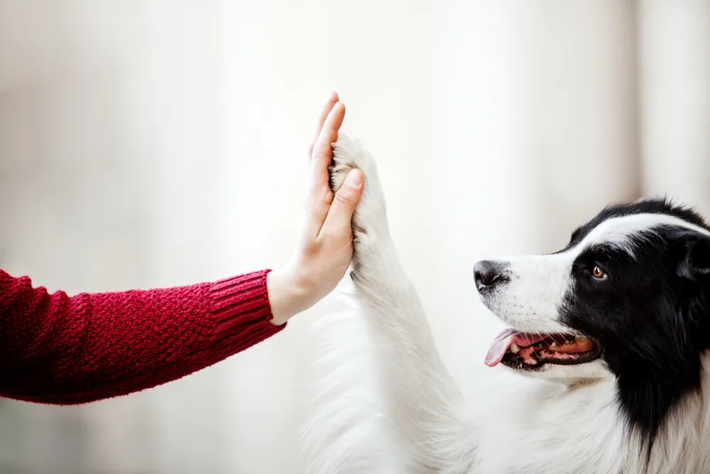 Les pattes du chien : comment les soigner ?