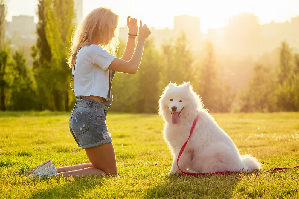 Education canine : comment éduquer son chien ?