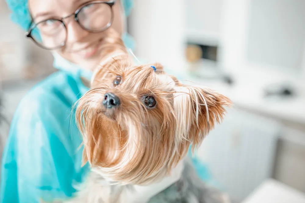 Démodécie du chien : comment la soigner ?