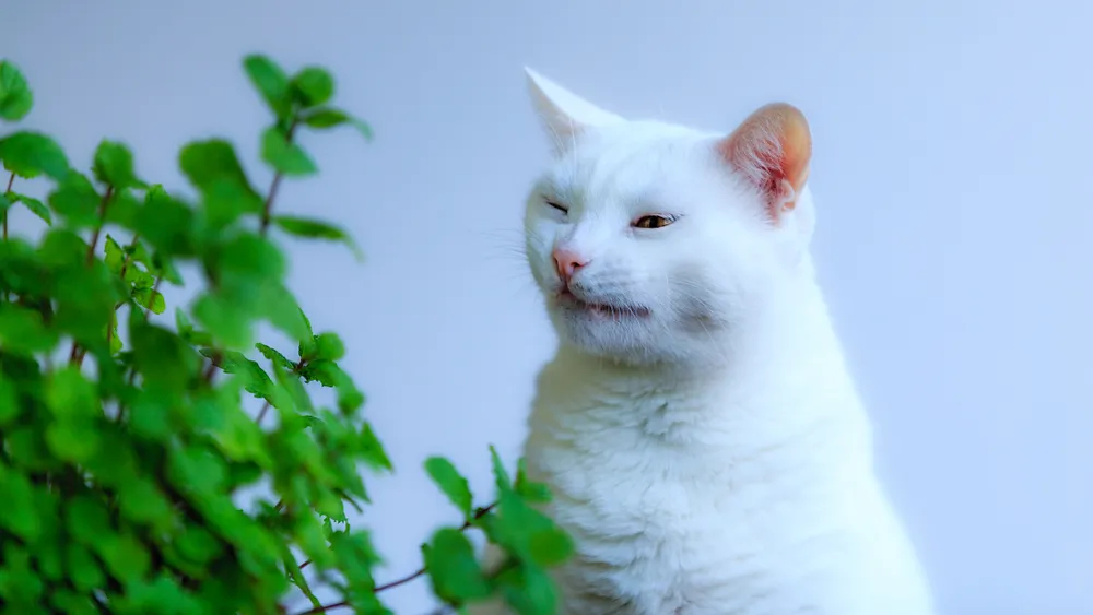 Chat qui éternue : faut-il s'inquiéter quand mon chat éternue ?