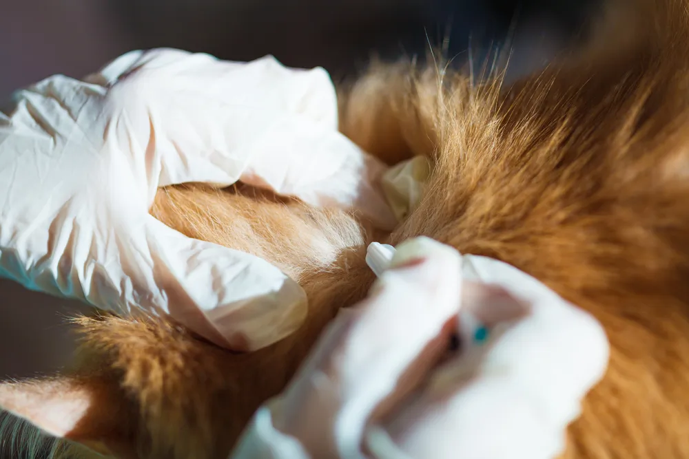 Que sont les ankylostomes, ces vers qui touchent les chats ?