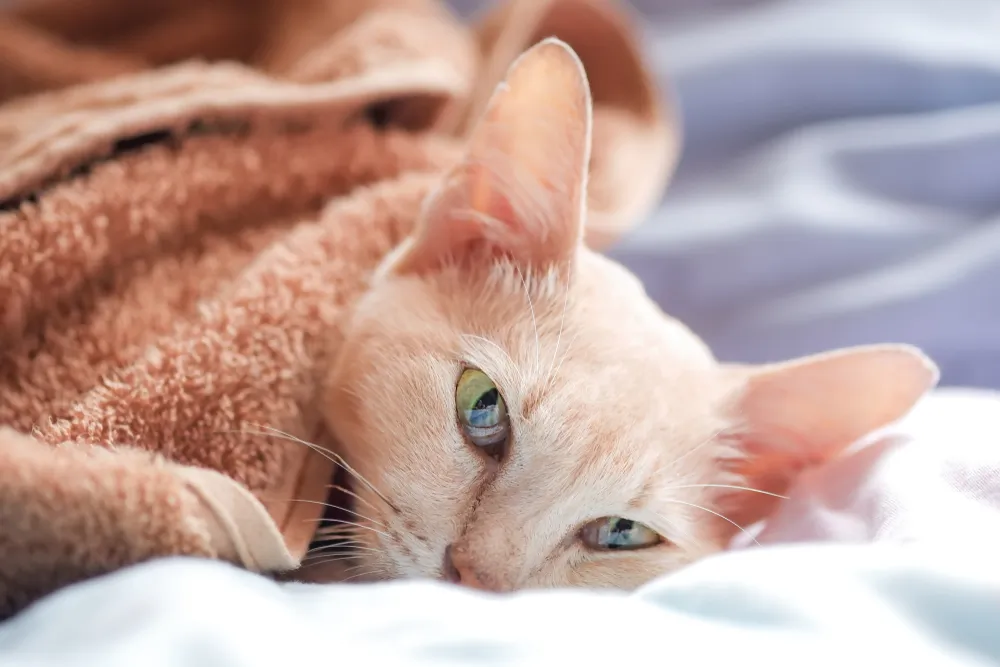Diarrhée du chat : que faire quand mon chat a la diarrhée ?