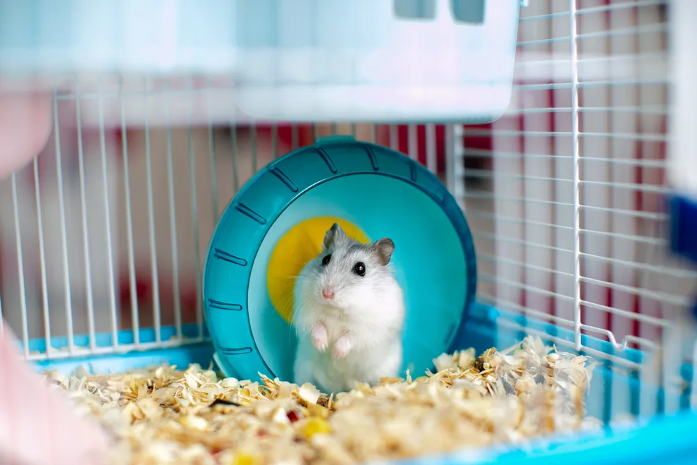 Hamster : tout savoir sur ce petit rongeur