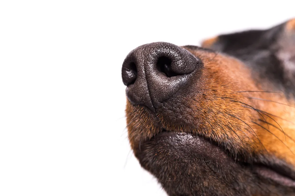 Truffe du chien : un bon moyen de vérifier la santé du chien ?