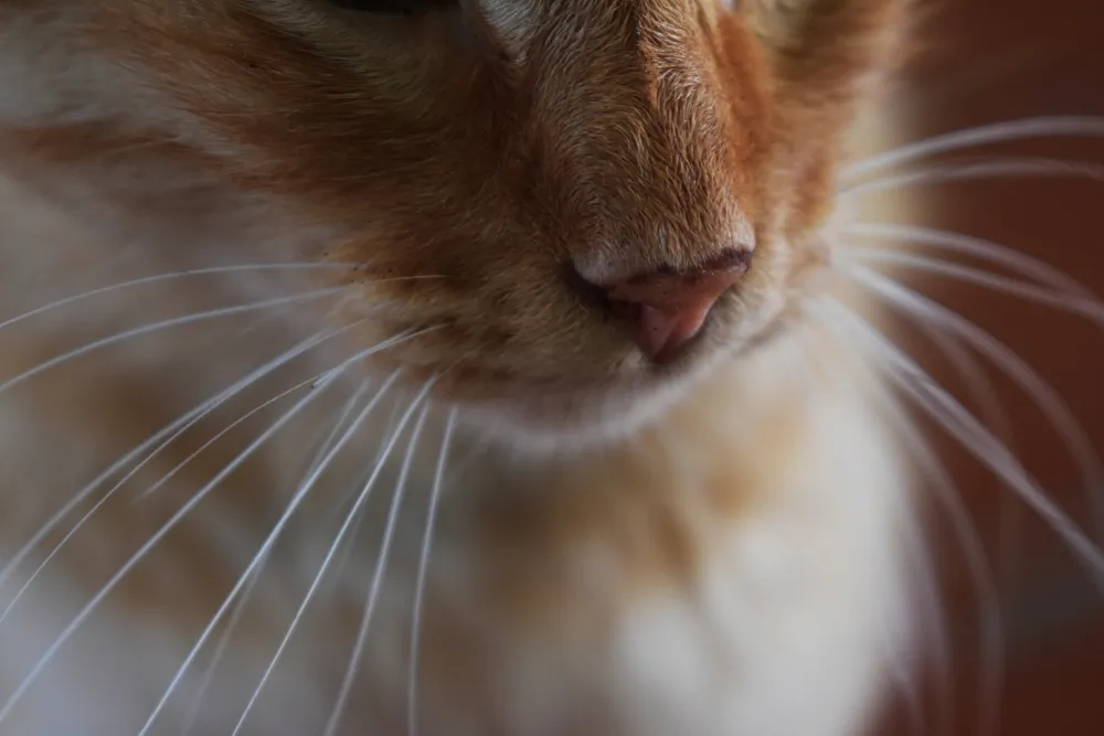 Les moustaches du chat, à quoi servent-elles ?