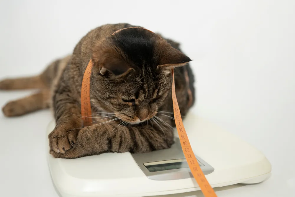 Chat obèse : quelle nourriture privilégier pour mon chat ?