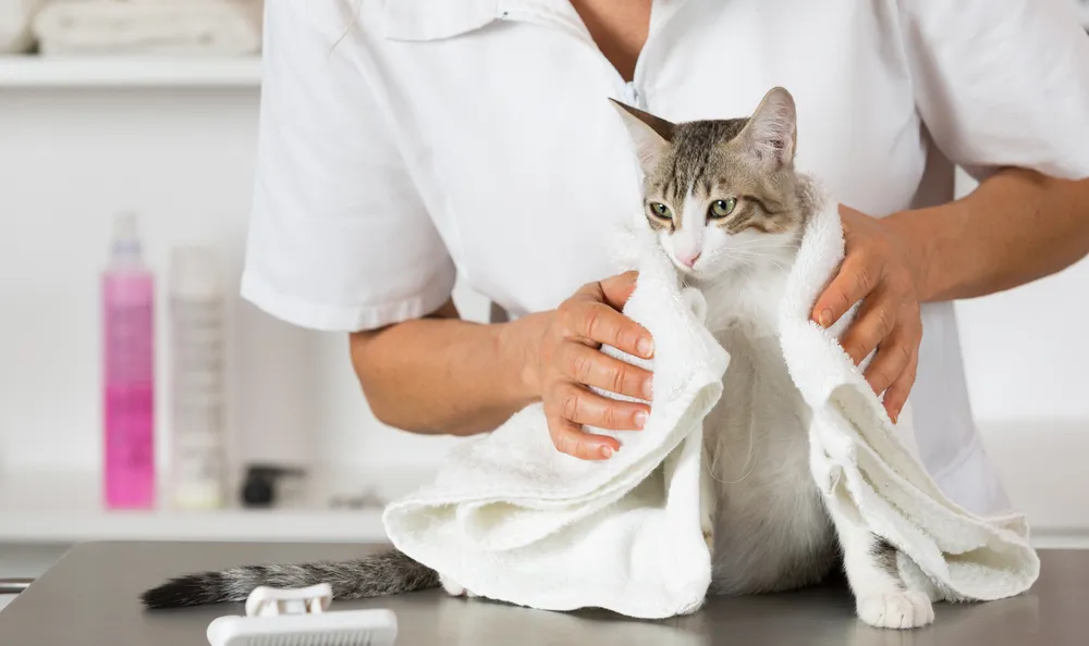 Le toilettage du chat : est-il utile de faire toiletter mon chat ?