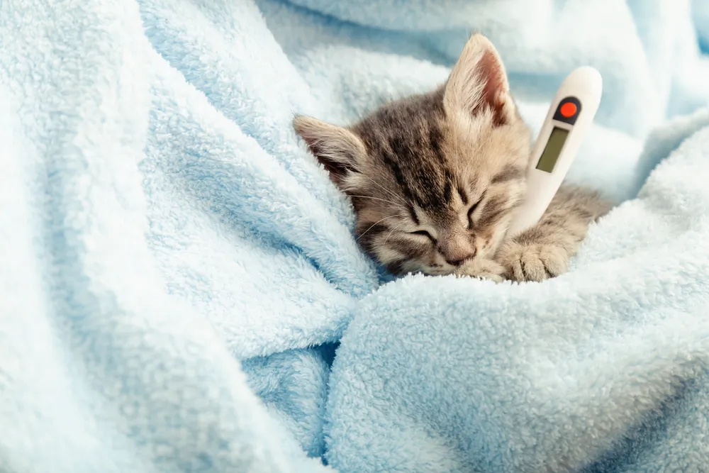 Chat malade, comment faire pour l'aider ?