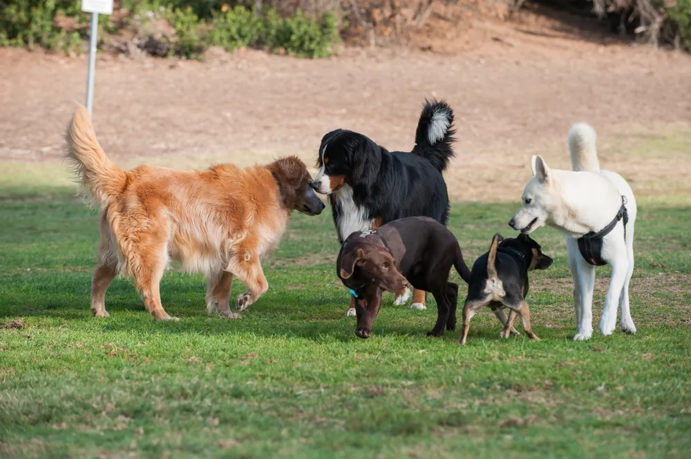 Giardiose chez le chien : comment la soigner ?