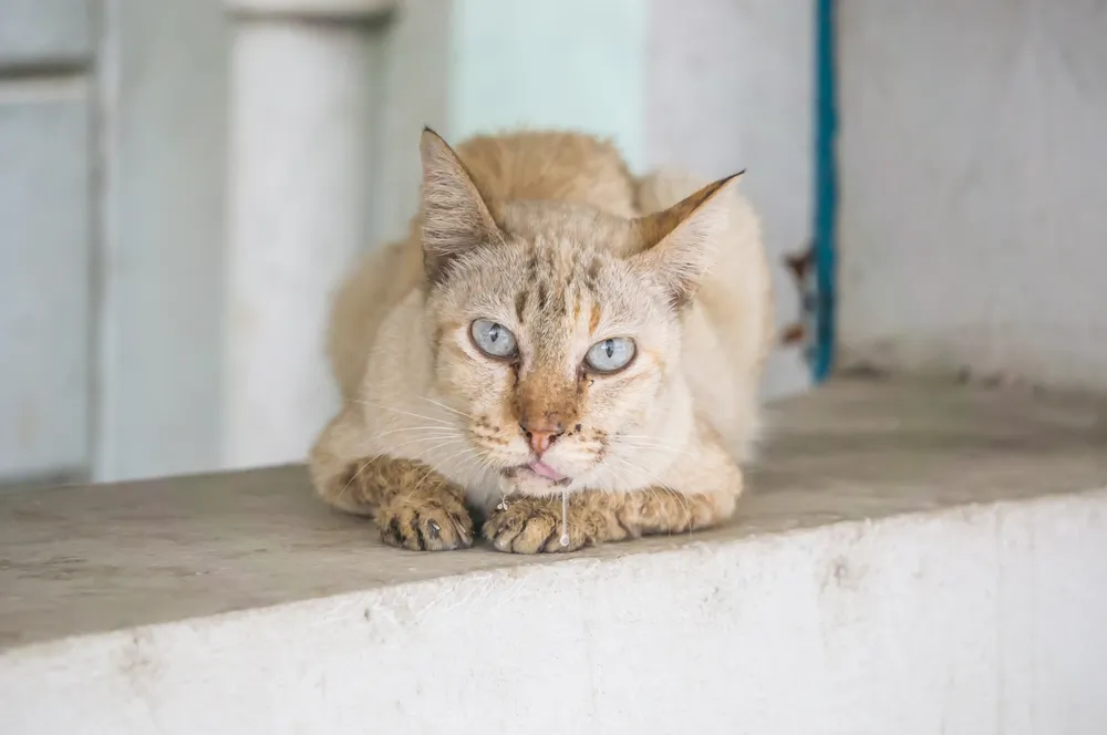 Chat qui bave : pourquoi mon chat bave ?