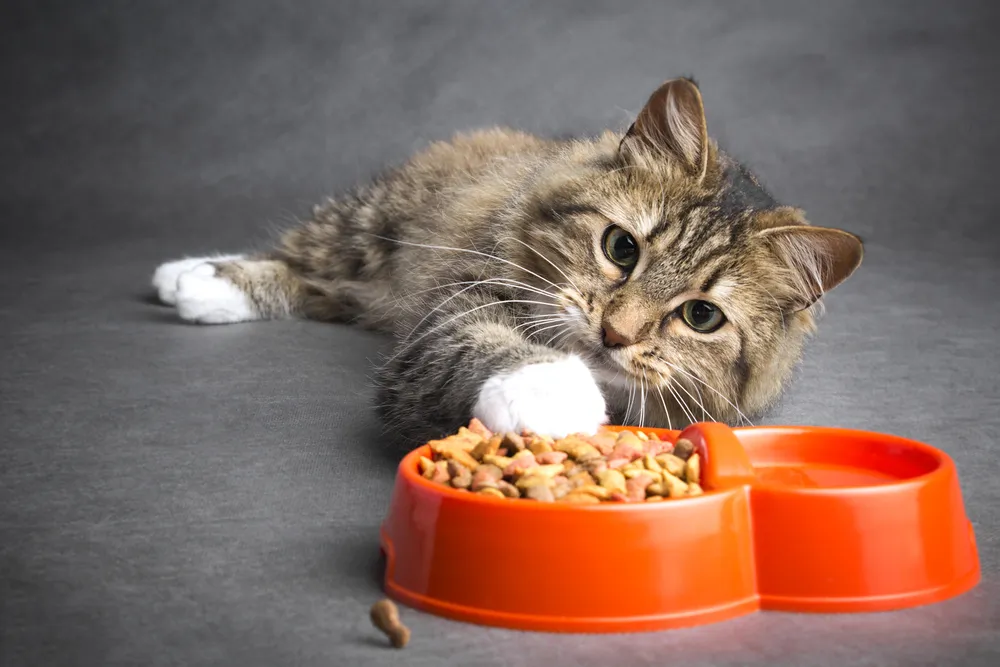 Mon chat ne mange plus, dois-je m'inquiéter ?