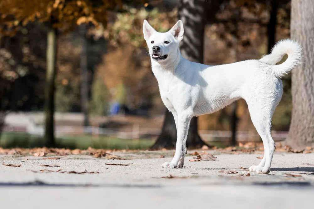 Chien de canaan : tout savoir sur son caractère, éducation, santé