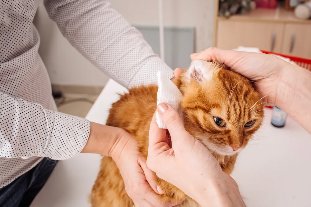 Comment nettoyer les oreilles de mon chat ?