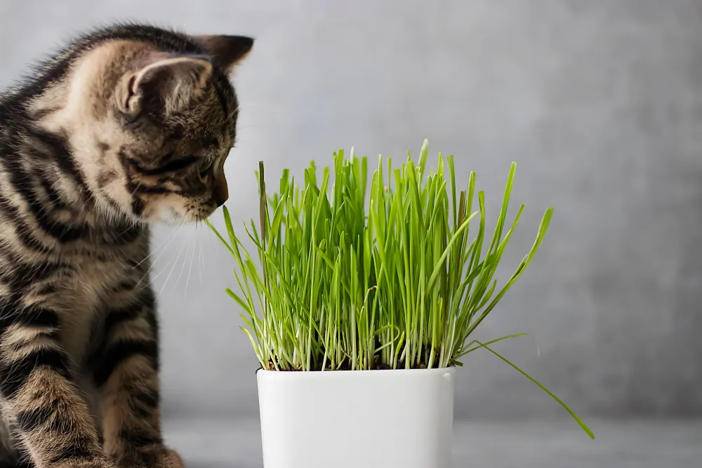 Herbe à chat : quels sont ses bienfaits ?