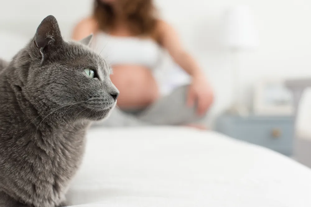 Toxoplasmose du chat : comment la soigner ?