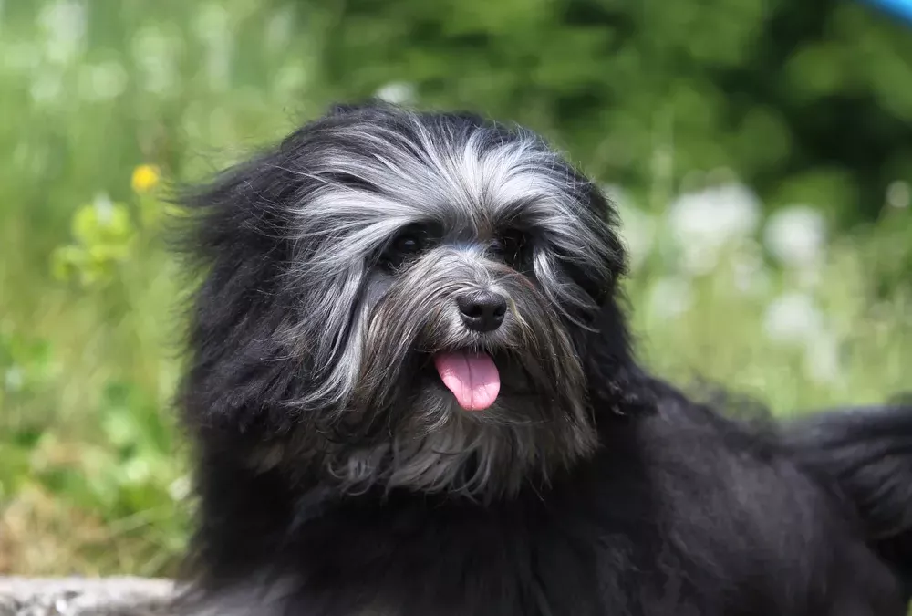 Petit chien lion : tout savoir sur son caractère, éducation, santé