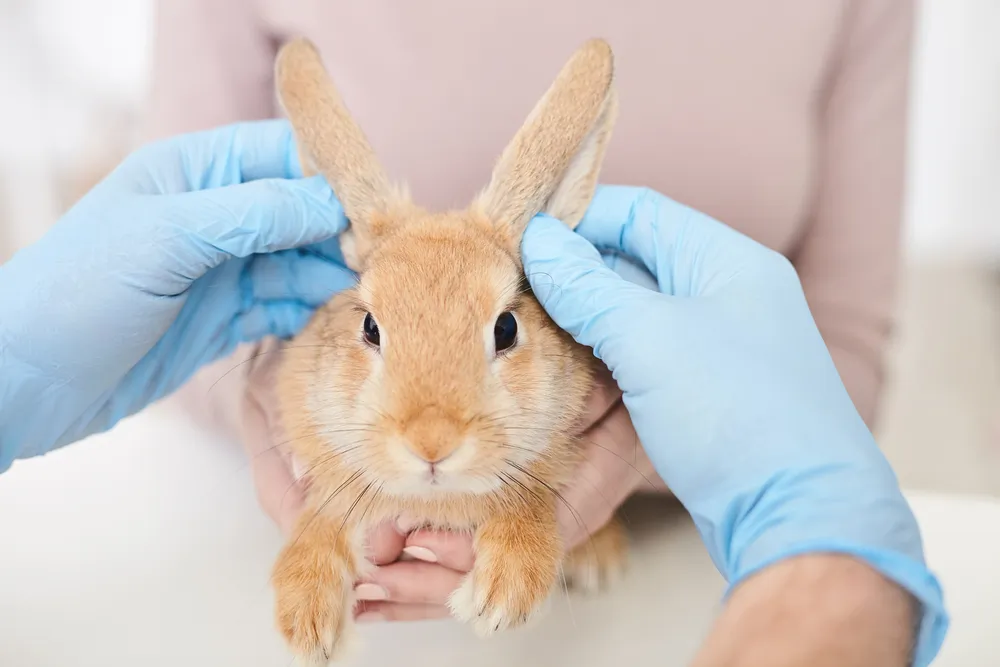 Oreille de lapin : comment prendre soin d'elles ?