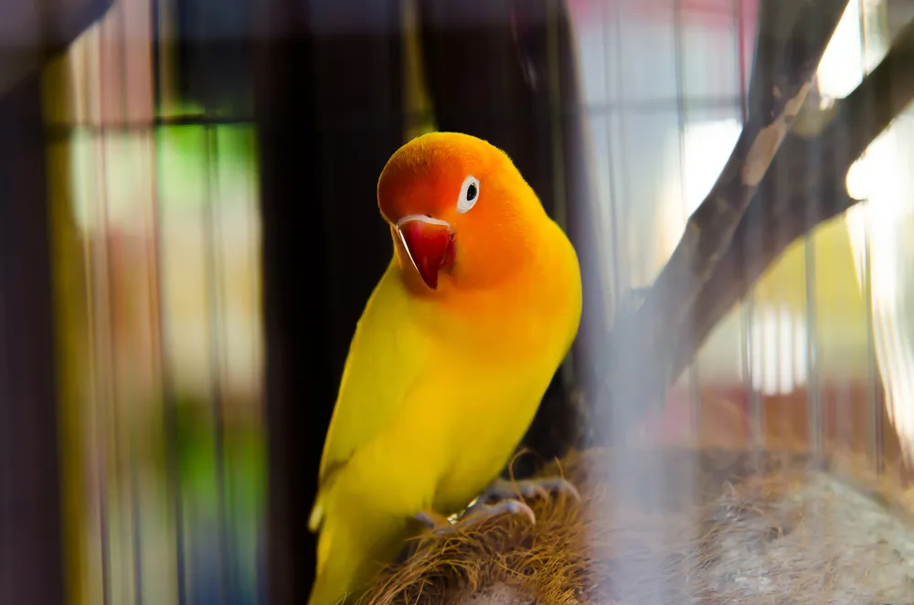 Oiseau de compagnie : toutes les principales espèces d'oiseaux domestiques