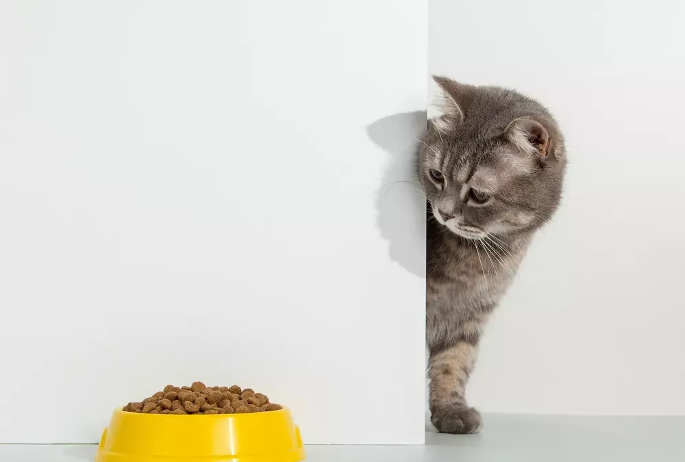 Nourriture du chat : les besoins nutritionnels du chat