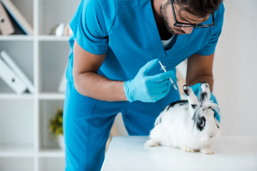 Faire vacciner son lapin, comment ça marche ?