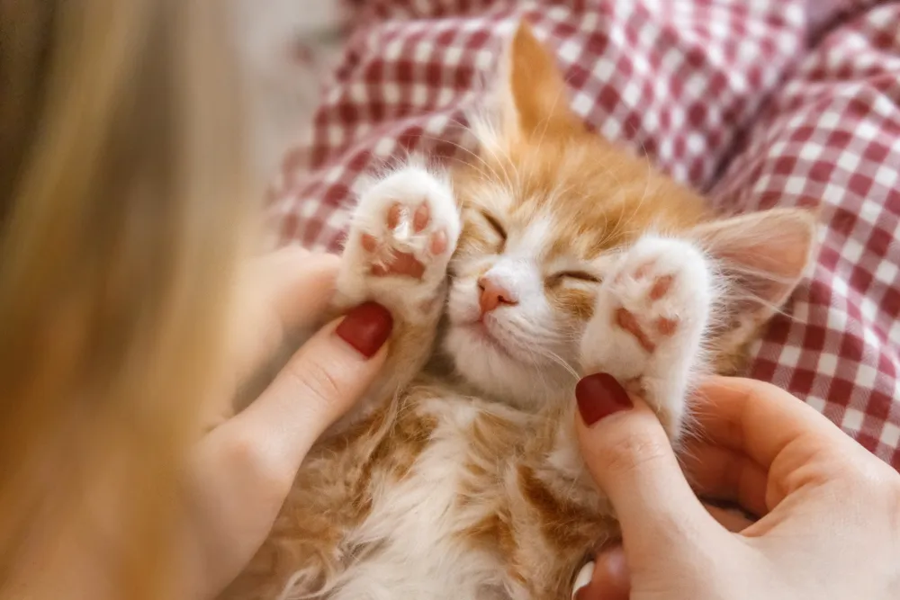 Sexe du chaton : comment savoir le sexe de son chaton ?