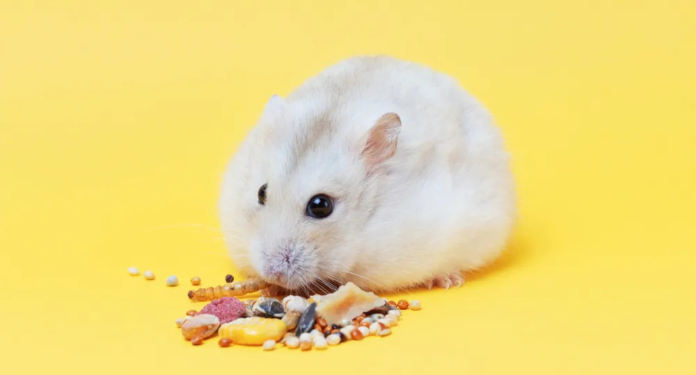 Nourriture pour hamster : comment nourrir mon hamster ?