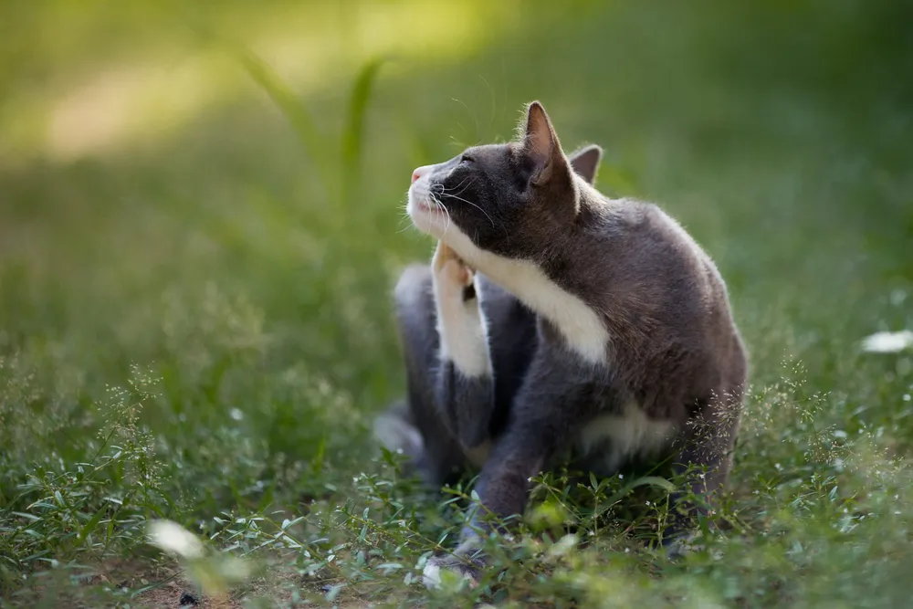 Puces du chat : quel anti-puce naturel pour mon chat ?