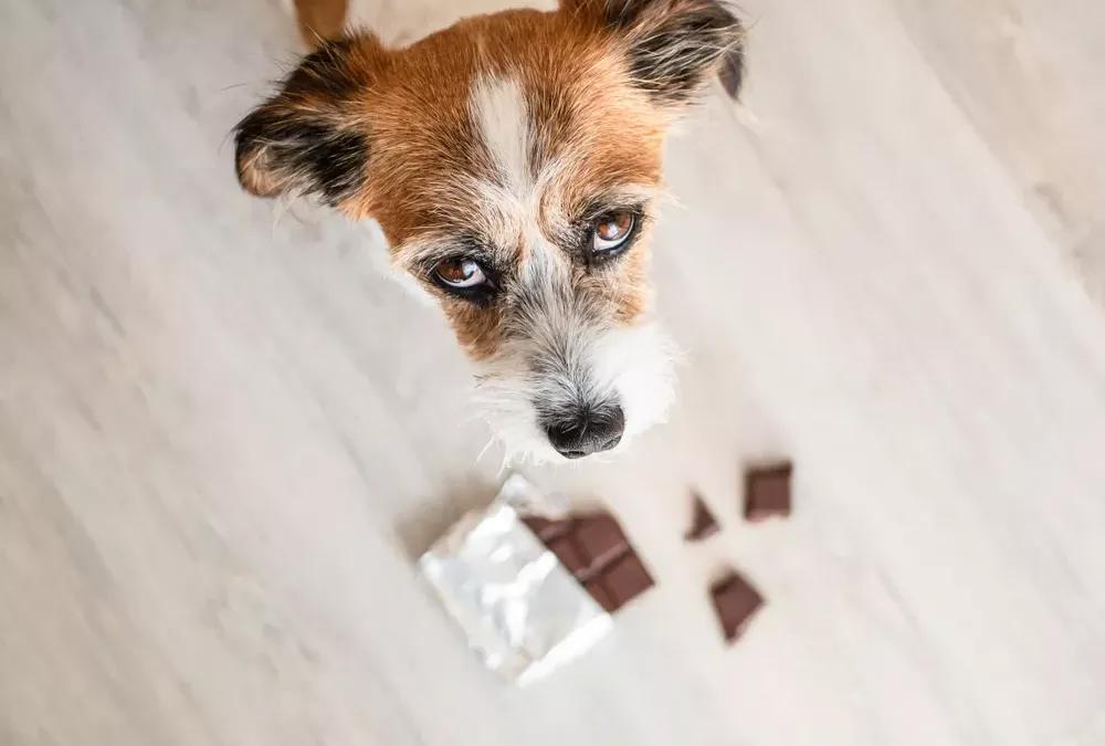 Quels sont les aliments toxiques pour les chiens ?