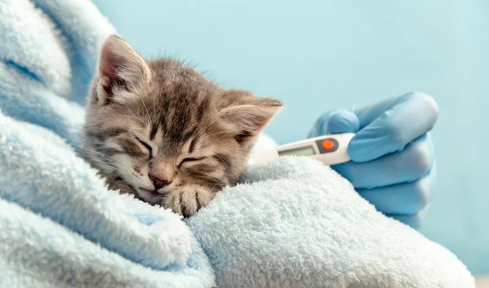 Température du chat : comment la prendre ?