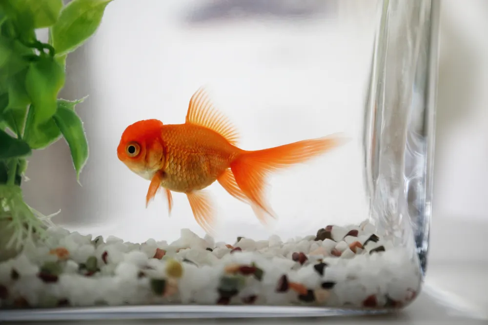 Poisson d'aquarium : quels poissons d'eau douces choisir ?