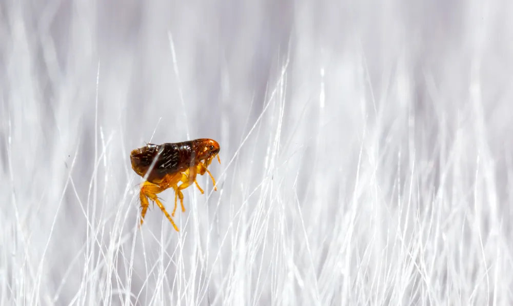 Œuf de puce : comment s'en débarrasser ?