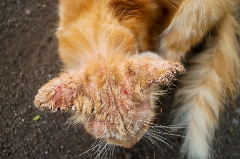 Comment soigner la gale à l'oreille de mon chat ?