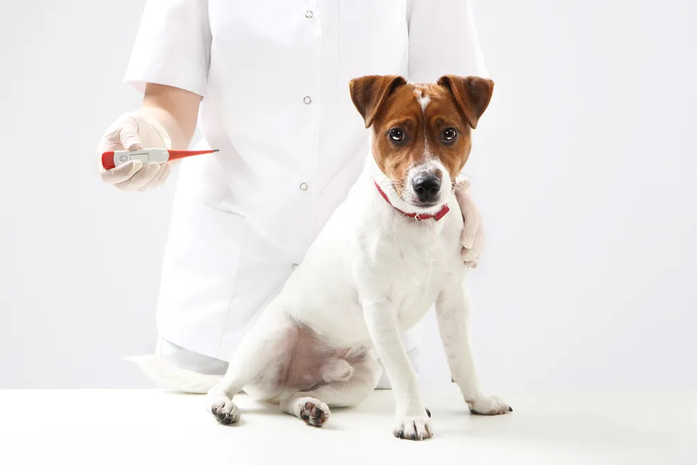 Température du chien : comment la prendre ?