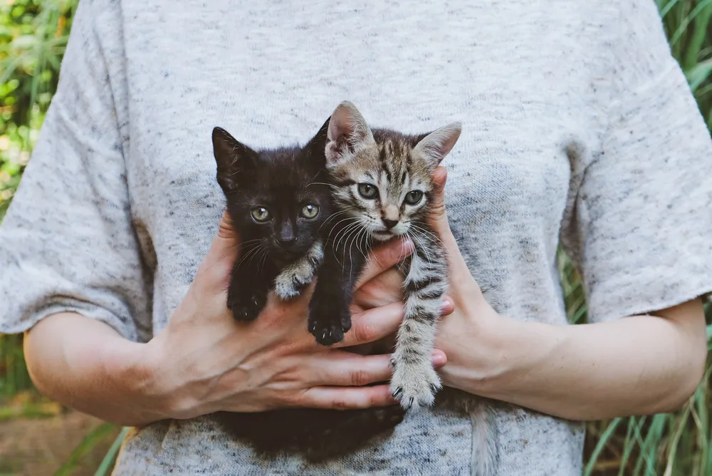 Chaton male ou femelle : quel type de chaton choisir ?
