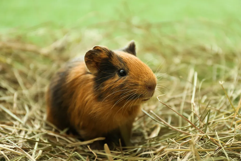 Quelle alimentation ou légumes choisir pour mon cochon d'inde ?