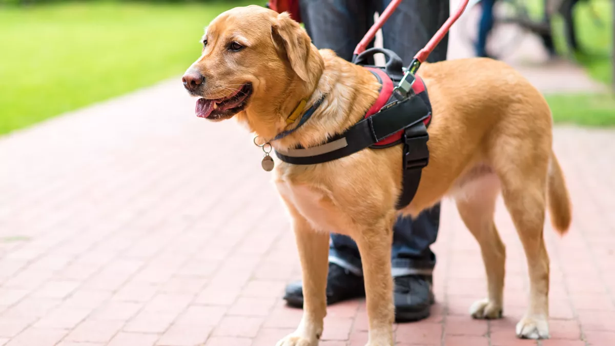 Tout savoir sur les chiens détecteurs de maladies 