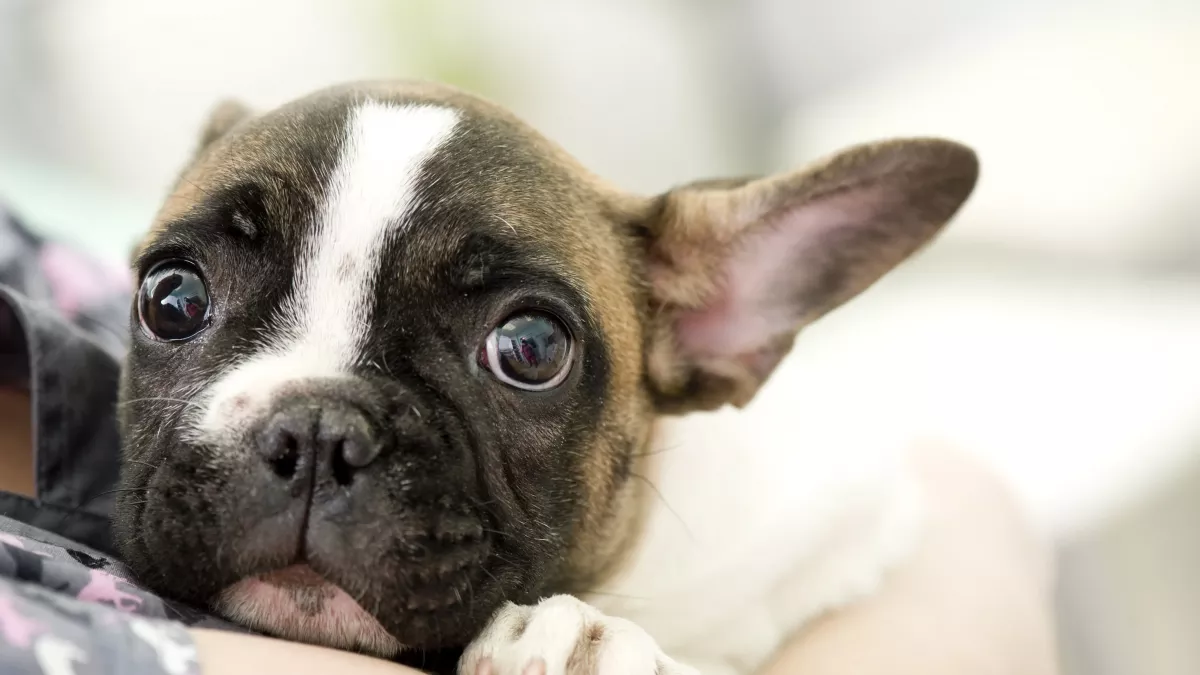 Mon chien est stressé, que faire ? 