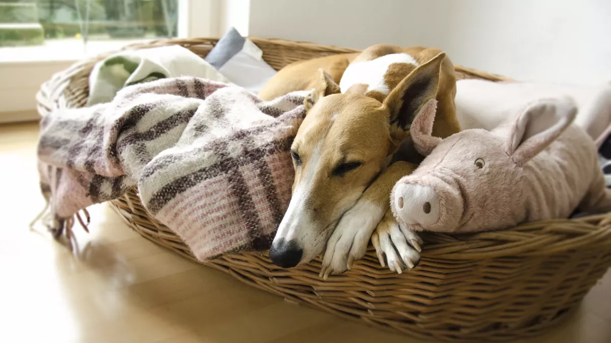 Comment protéger son animal de compagnie du froid