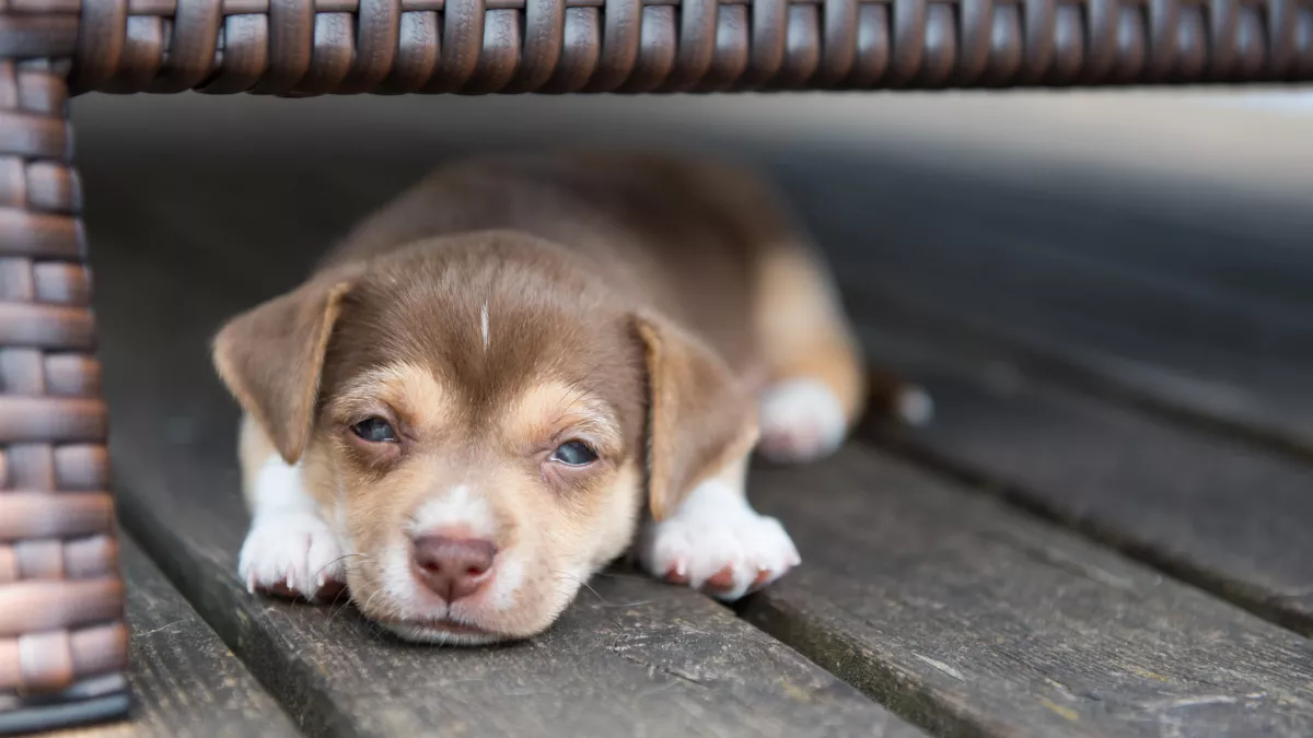 5 symptômes de l'intoxication au chocolat chez le chien 