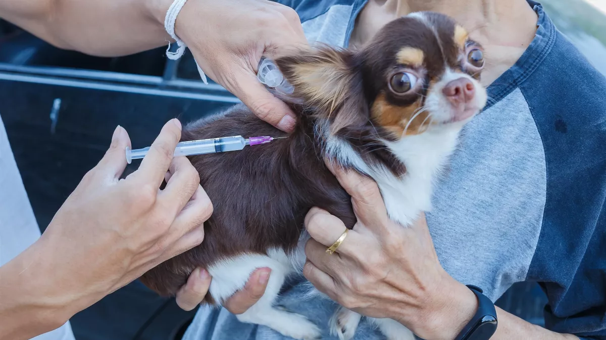 5 choses à savoir sur la vaccination du chien