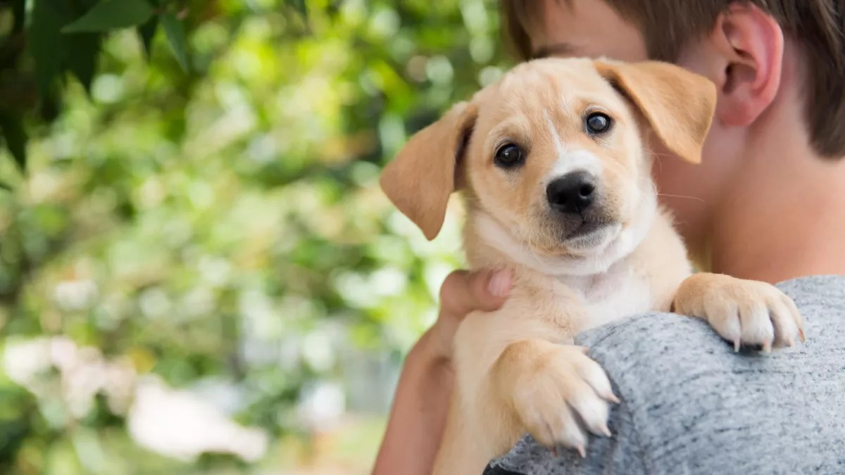 Animal domestique : 6 bonnes raisons d'en adopter un